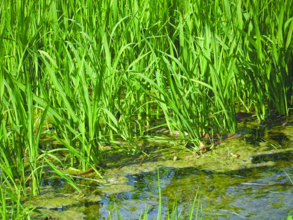 Μεσσηνιακός κάμπος: Το αρδευτικό "χειρόφρενο" για την καλλιέργεια ρυζιού