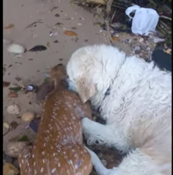 Σκύλος βούτηξε και έσωσε ελαφάκι που πνιγόταν (βίντεο)