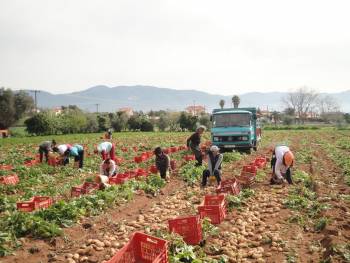 55-60 λεπτά το κιλό οι φρέσκες πατάτες - Ξεκίνησε για τα καλά η συγκομιδή