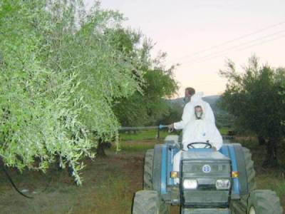 Μεσσηνία: Το πρόγραμμα της δακοκτονίας για την Τρίτη 4/7