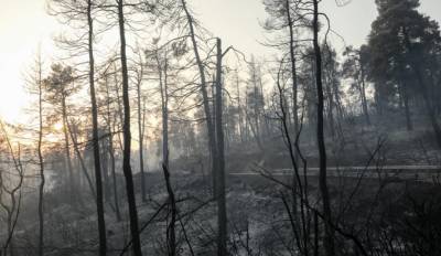 Εύβοια: Το 1/3 των δασών έγινε στάχτη κατά την μεγάλη φωτιά