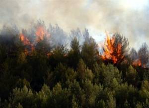 300 στρέμματα έκαψε η φωτιά στο Μανιάκι
