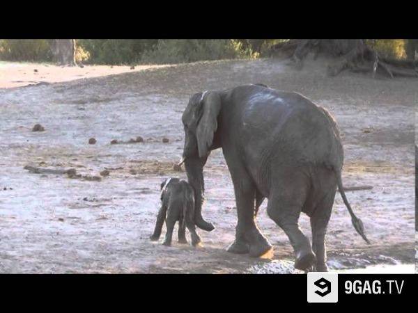 Ελεφαντάκι δεν λέει να αφήσει το λασπόλουτρο (βίντεο)