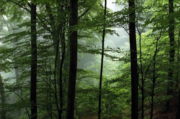 Περιπολίες για προστασία των δασών στη Μεσσηνία