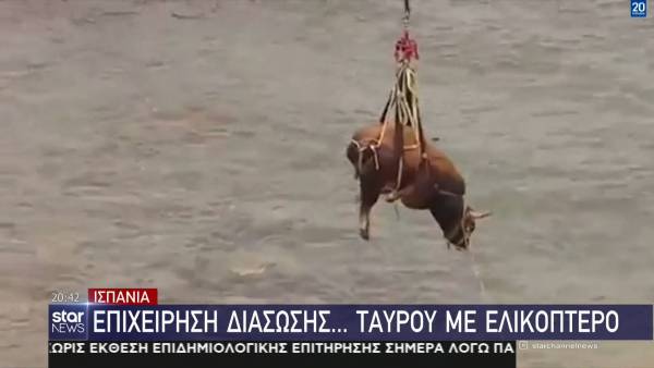 Ισπανία: Επιχείρηση διάσωσης... ταύρου με ελικόπτερο (βίντεο)