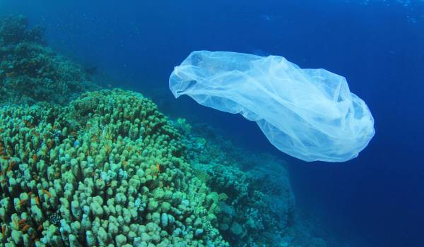 Οι πλαστικές σακούλες καταστροφή για τη θαλάσσια ζωή