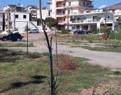 Κατέστρεψαν τα πεύκα στην πλατεία Φραγκοπήγαδου