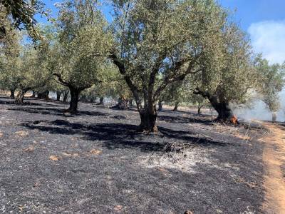 Μεσσηνία: Πυρκαγιά σε ελαιοπερίβολο στην Τερψιθέα Κυπαρισσίας
