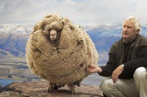 Σρεκ: Το ατίθασο πρόβατο που κρύφτηκε για 6 χρόνια για να μην το κουρέψουν! (βίντεο)