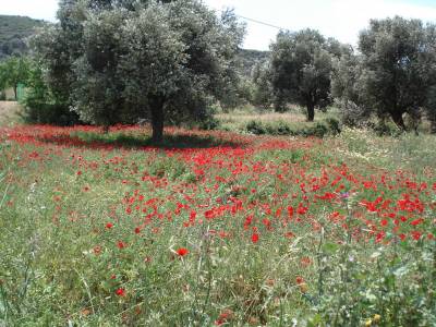 Δασικοί χάρτες για τα σκουπίδια 