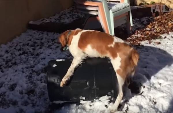 Γκαφατζήδες σκύλοι δίνουν... ρεσιτάλ γέλιου (Βίντεο)