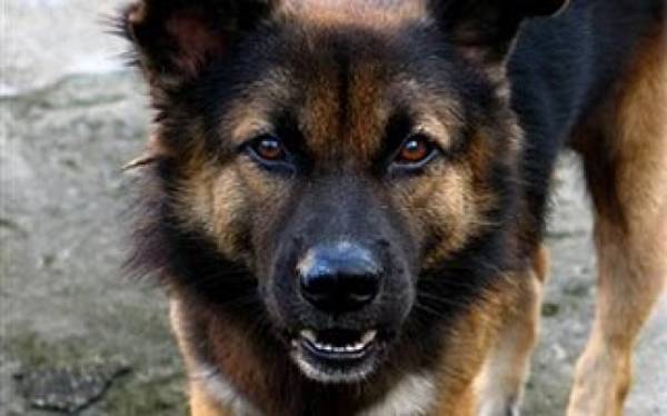 Κυπαρισσία: Δίωξη για βαριά σωματική βλάβη από αμέλεια σε 85χρονο για την επίθεση σκύλου
