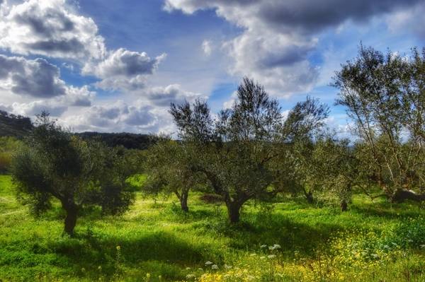 Η ξηρασία έχει επηρεάσει την ελαιοπαραγωγή: Σε κρίσιμη φάση η μάχη με το δάκο