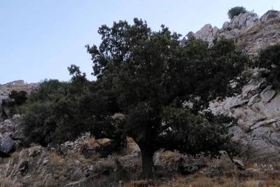 Ιερή Βελανιδιά της Μάνης στο Δίκτυο Αιωνόβιων Δέντρων Ελληνικής Επανάστασης