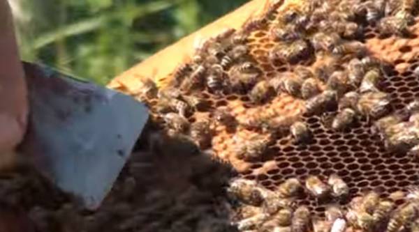 Το "φάντασμα" της ανομβρίας απειλεί 800 μελισσοκόμους της Μεσσηνίας (φωτογραφίες)