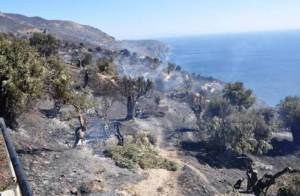 Περισσότερα από 3.000 ελαιόδενδρα κάηκαν στην Κυπαρισσία