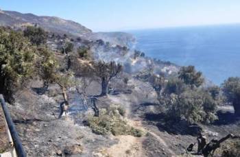 Περισσότερα από 3.000 ελαιόδενδρα κάηκαν στην Κυπαρισσία