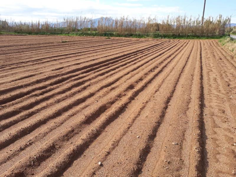 Μειωμένες οι φυτεύσεις ανοιξιάτικης πατάτας στην Καλαμάτα (βίντεο)