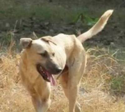 Σκύλος επιτέθηκε και τραυμάτισε 9χρονο στο Καματερό