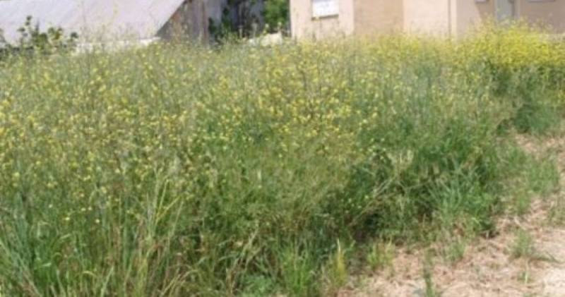 Δήμος Τριφυλίας: Κάλεσμα ιδιοκτητών για καθαρισμό οικοπέδων
