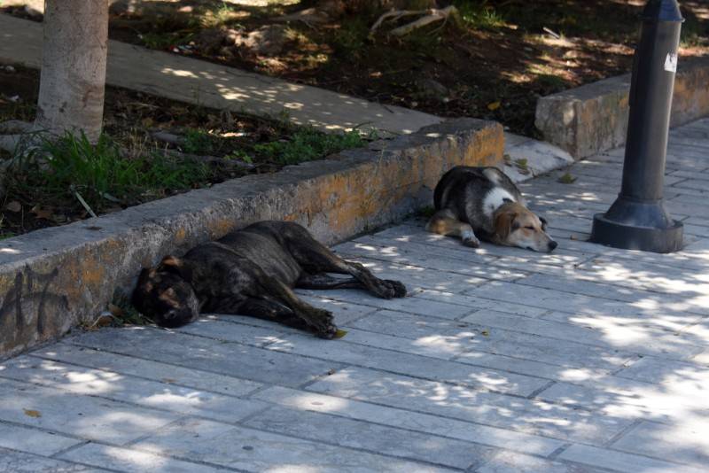 Ανάγκη για Δημοτικό κτηνιατρείο και μαζικές στειρώσεις: Χρόνιο το πρόβλημα των αδέσποτων ζώων