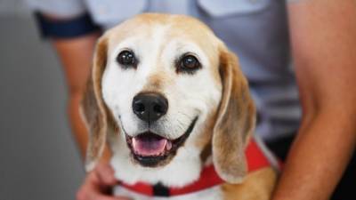 Η άνοδος του pet sitting στην Ελλάδα - Πόσο κοστίζει η φιλοξενία
