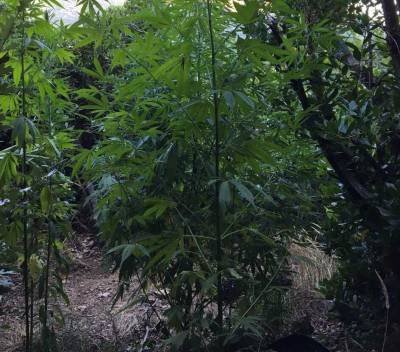 Μεσσηνία: Φυτεία με 47 δενδρύλλια χασίς στην Αλαγονία