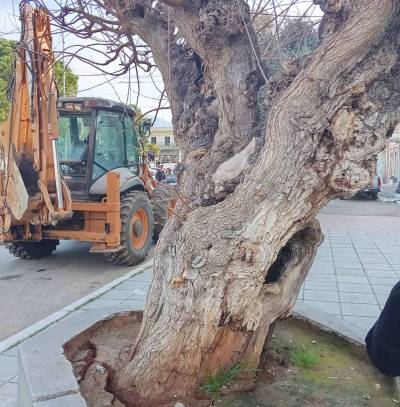 Με επεισοδιακό τρόπο ξεριζώθηκε η μουριά Ταμβάκη στα Φιλιατρά