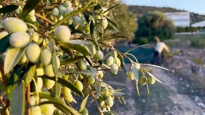 Είδος πολυτελείας το ελαιόλαδο- Δραματική αύξηση σε κλοπές ελαιόδεντρων