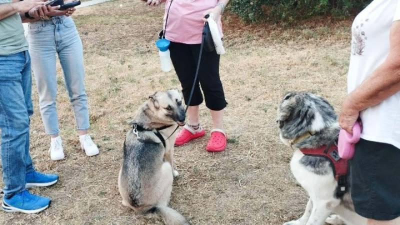 Πρόστιμα για βόλτα χωρίς λουρί και άλλες παραλείψεις σε δεσποζόμενα ζώα