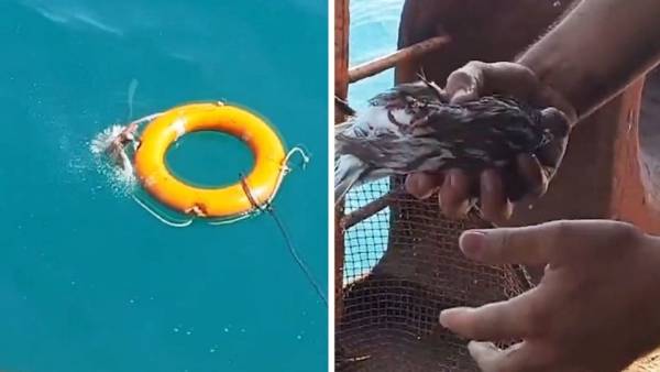 Ψαράδες σώζουν πουλί που πνιγόταν στην Κασπία (βίντεο)