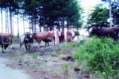 Ξανά στον εισαγγελέα πρόεδροι χωριών της περιοχής για τα γελάδια στον Ταΰγετο