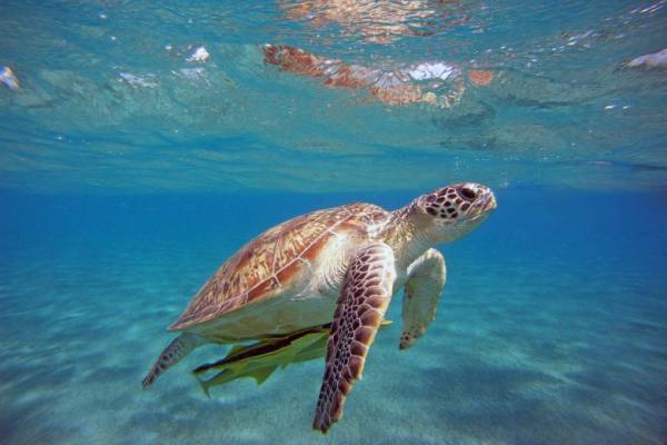 Θεσσαλονίκη: Νεκρή εντοπίστηκε χελώνα καρέτα-καρέτα στην παραλία Ιερισσού
