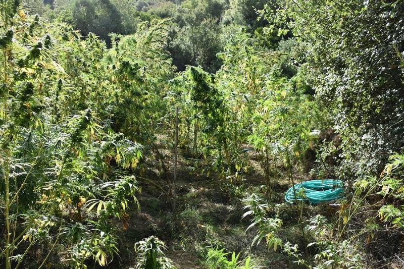 Μεσσηνία: Φυτεία με 119 δέντρα χασίς στο Σουληνάρι