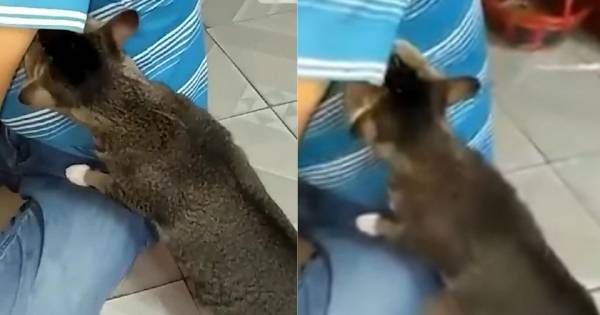 Αστείο βίντεο - Γάτα μυρίζει τη μασχάλη του ιδιοκτήτη της και... λιποθυμάει (Βίντεο)