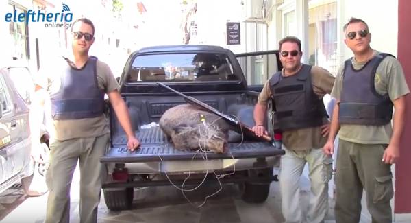 Μεσσηνία: Δύο συλλήψεις για παράνομο κυνήγι αγριογούρουνου στα Σωτηριάνικα (βίντεο)
