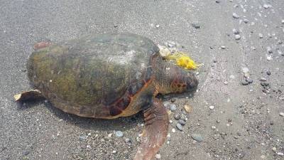 Λακωνία: Θαλάσσια χελώνα νεκρή σε ακτή στο Μαυροβούνι Γυθείου