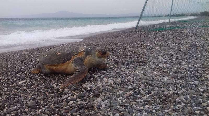 Νεκρή χελώνα καρέτα καρέτα στην Παραλία Καλαμάτας