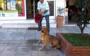 Βίντεο: Φαρμακοποιός μπουγελώνει σκύλο με χλωρίνη για να τον απομακρύνει από το κατάστημά του