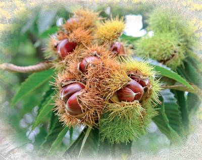 "Γιορτή Κάστανου" στην Αμπελιώνα
