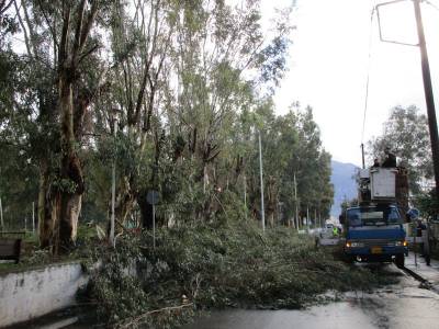 Κλαδεύτηκαν οι ευκάλυπτοι στη Λακωνικής