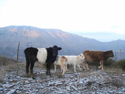 Ανεξέλεγκτη η κατάσταση με τα γελάδια στον Ταΰγετο