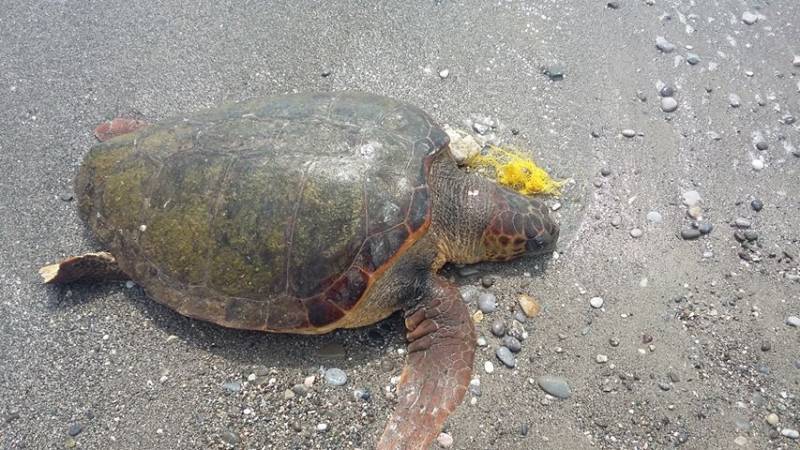 Νεκρή χελώνα καρέττα καρέττα σε παραλία της Λακωνίας