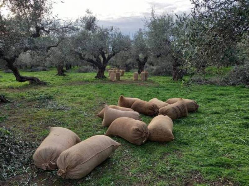 Μεσσηνία: Εκλεψαν από χωράφι 32 σακιά με ελιές