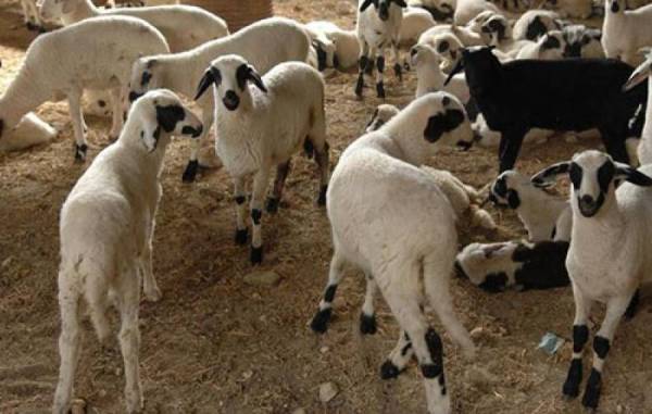 Πιστώθηκαν 1,4 εκατ. ευρώ κρατικών ενισχύσεων σε 63.364 δικαιούχους κτηνοτρόφους για την αγορά ζωοτροφών