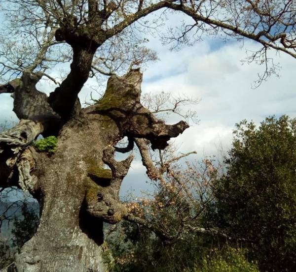 Δέντρα μνημεία της φύσης σε Μαγγανιακό και Άνω Κοντογόνι Μεσσηνίας