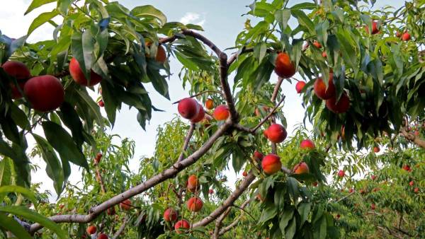Τοξικά Φρούτα: Το 1/3 της ευρωπαϊκής παραγωγής είναι μολυσμένο με επικίνδυνα φυτοφάρμακα