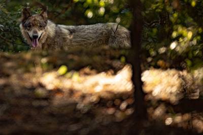 Επίθεση λύκου σε περιπατητή στην Πάρνηθα (βίντεο)