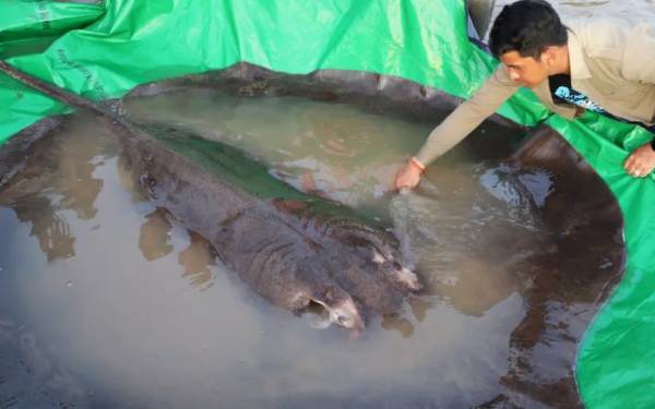 Καμπότζη: Ένα σελάχι βάρους 300 κιλών πιάστηκε στον ποταμό Μεκόνγκ