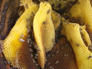 Τριήμερο σεμινάριο για τη βιολογική μελισσοκομία στην Καλαμάτα